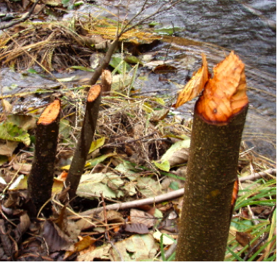 Small tree stumps felled by beaver.